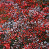 Berberis media 'Red Jewel'