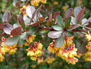 Berberis ottawensis 'Superba'