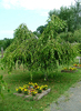 Betula pendula 'Youngii'