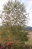 Betula pendula