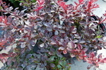Berberis thunbergii 'Atropurpurea Nana'