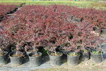 Berberis thunbergii 'Atropurpurea'