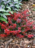 Berberis thunbergii 'Bagatelle'