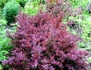 Berberis thunbergii 'Carmen'