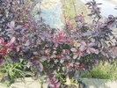 Berberis thunbergii 'Dart's Red Lady'