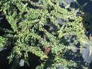 Berberis thunbergii 'Green Carpet'