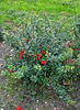 Berberis thunbergii 'Kobold'