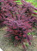 Berberis thunbergii 'Red Chief'