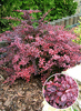 Berberis thunbergii 'Rose Glow'