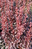 Berberis thunbergii 'Red Pillar'