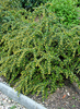 Berberis verruculosa