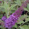 Buddleja davidii 'Empire Blue'