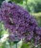 Buddleja davidii 'Fascinating'