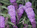Buddleja davidii 'Ile de France'