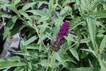 Buddleja davidii 'Nanho Blue'