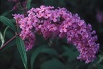Buddleja davidii 'Orchid Beauty'