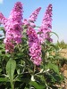 Buddleja davidii 'Pink Delight'