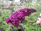 Buddleja davidii 'Royal Red'