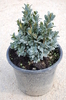 Buxus sempervirens 'Blauer Heinz'