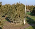 Buxus sempervirens 'Fertődi'