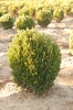 Buxus sempervirens 'Suffruticosa'