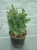 Buxus sempervirens