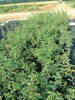Caragana arborescens