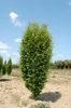 Carpinus betulus 'Fastigiata'