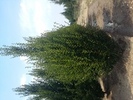 Carpinus betulus 'Frans Fontaine'