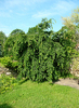 Carpinus betulus 'Pendula'