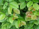 Carpinus betulus
