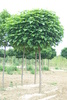Catalpa bignonioides 'Nana'