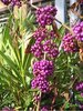 Callicarpa bodinieri 'Profusion'