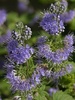 Caryopteris clandonensis 'Heavenly Blue'