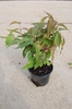 Callicarpa dichotoma 'Issai'