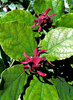 Calycanthus floridus