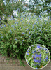 Caryopteris incana 'Cary'