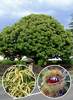 Castanea sativa