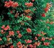 Campsis tagliabuana 'Madame Galen'