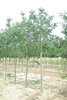 Celtis australis