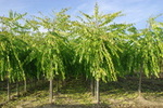 Celtis occidentalis