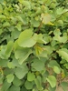 Cercis siliquastrum
