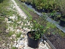 Chaenomeles japonica 'Cido' narancssz.