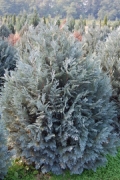 Chamaecyparis lawsoniana 'Columnaris'