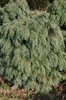 Chamaecyparis lawsoniana 'Globus'