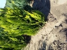 Chamaecyparis lawsoniana 'Ivonne'