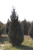 Chamaecyparis lawsoniana 'Lővér'