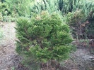 Chamaecyparis lawsoniana 'Minima Glauca'