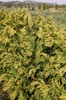 Chamaecyparis lawsoniana 'Stardust'