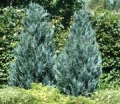 Chamaecyparis lawsoniana 'Van Pelt's Blue'